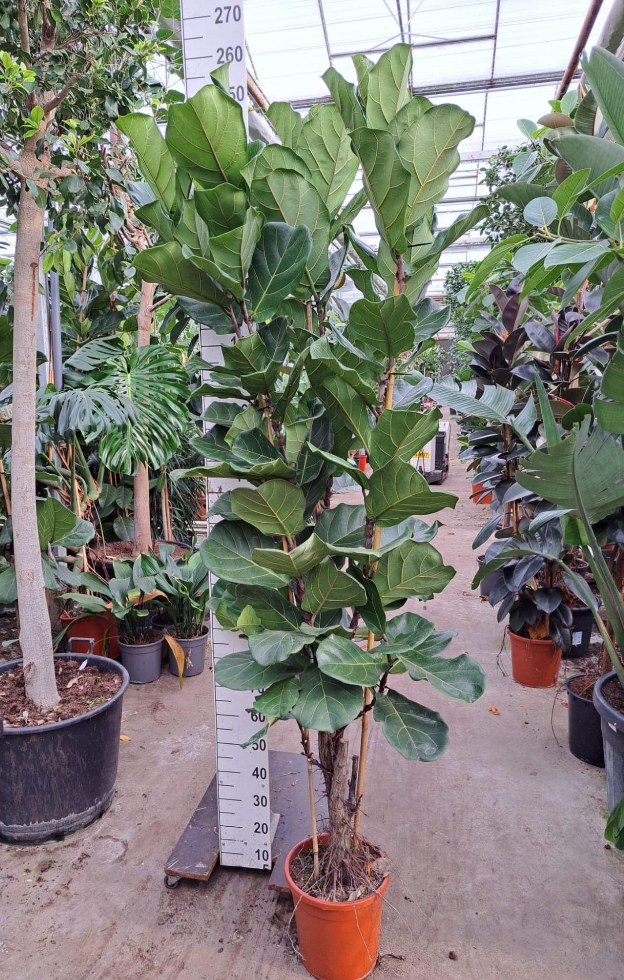 Горшечные цветы и растения оптом Ficus Lyrata Branched от 1шт из Голландии с доставкой по России