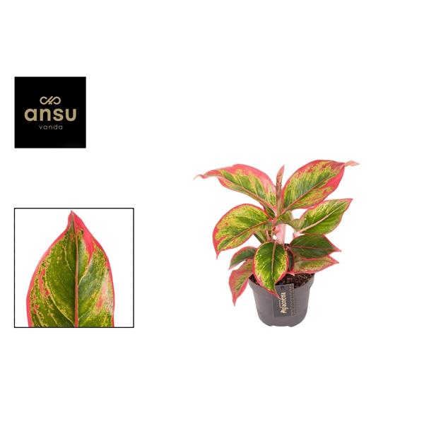 Горшечные цветы и растения оптом Aglaonema Cadmium Red от 6шт из Голландии с доставкой по России