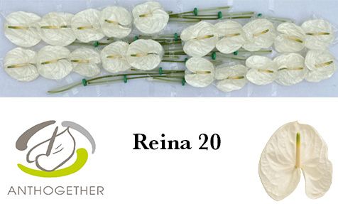 Срезанные цветы оптом Anthurium reina 294 от 20шт из Голландии с доставкой по России