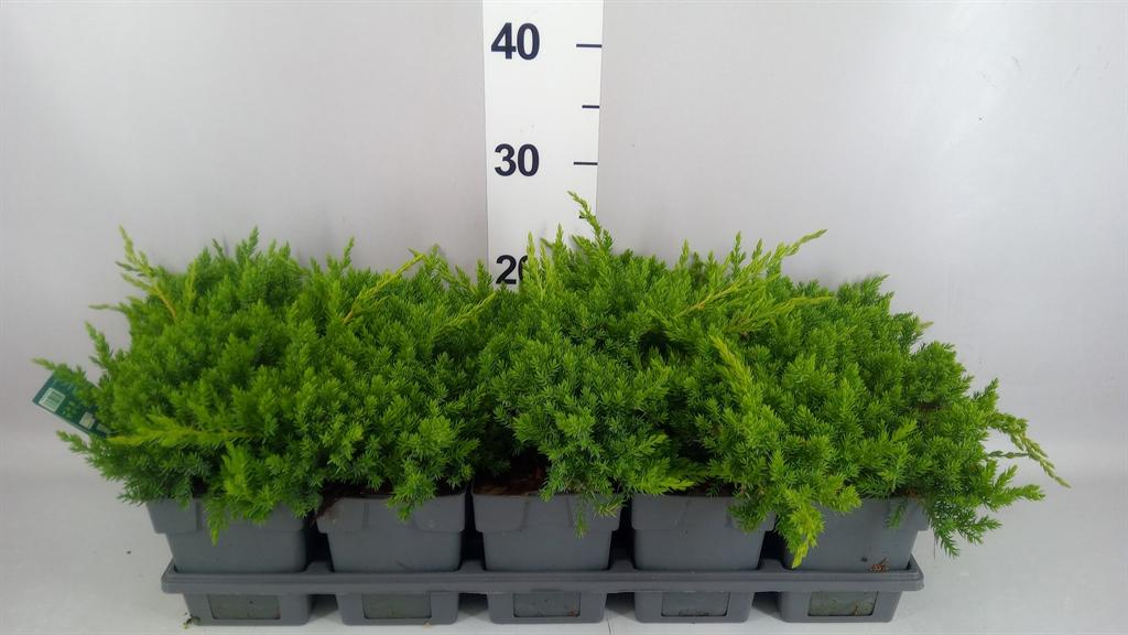 Горшечные цветы и растения оптом Juniperus Procumbens nana от 10шт из Голландии с доставкой по России