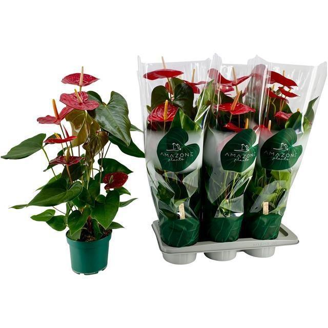 Горшечные цветы и растения оптом Anthu An Idaho от 6шт из Голландии с доставкой по России