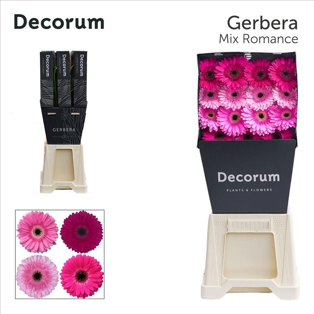 Срезанные цветы оптом Gerbera diamond mix romance от 45шт из Голландии с доставкой по России