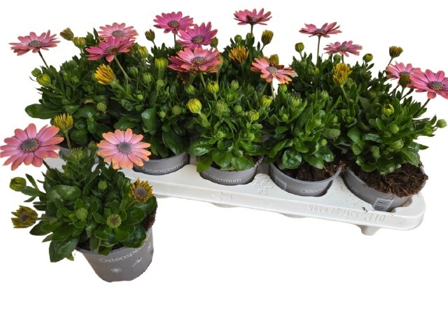 Горшечные цветы и растения оптом Osteo Fp Ro Surprise от 10шт из Голландии с доставкой по России