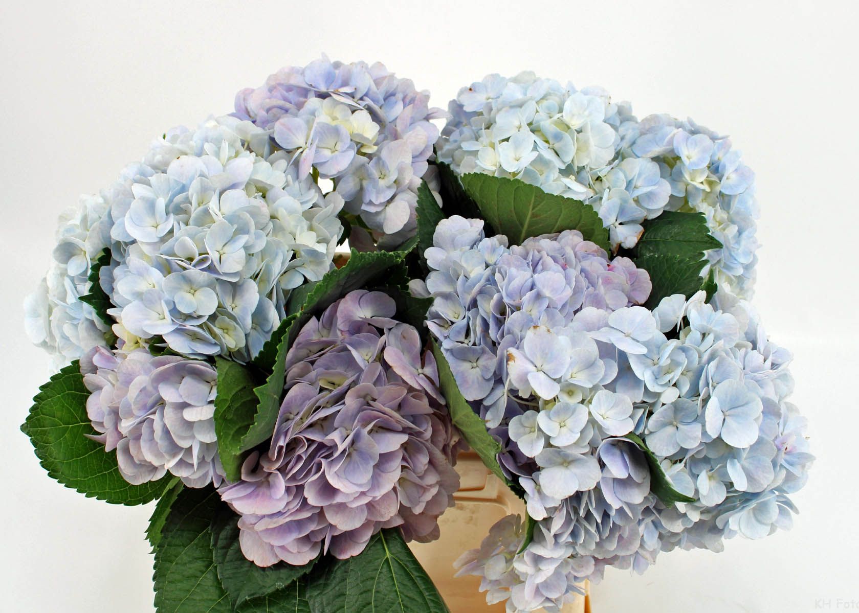 Срезанные цветы оптом Hydrangea dream purple от 10шт из Голландии с доставкой по России