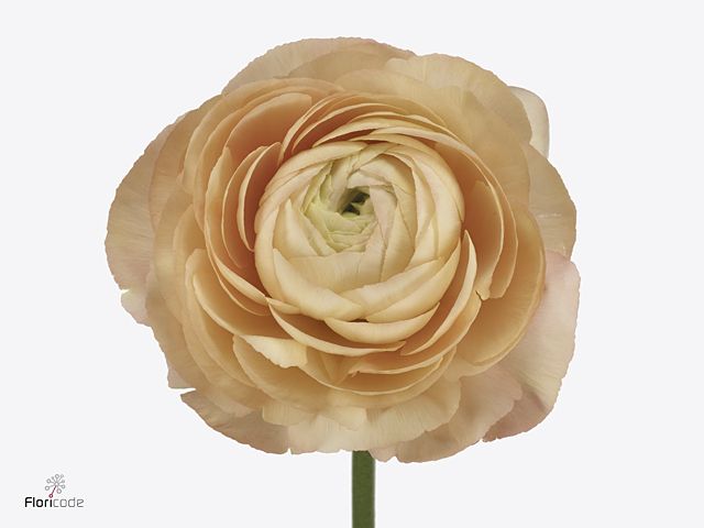 Срезанные цветы оптом Ranunculus success grand pastel от 50шт из Голландии с доставкой по России