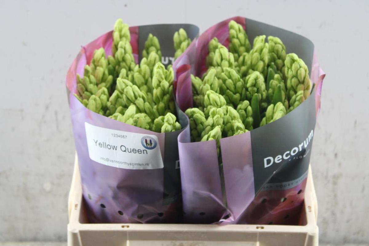 Срезанные цветы оптом Hyacinthus yellow queen от 50шт из Голландии с доставкой по России