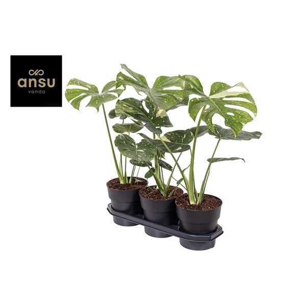 Горшечные цветы и растения оптом Monstera Deliciosa Thai Constellation от 3шт из Голландии с доставкой по России