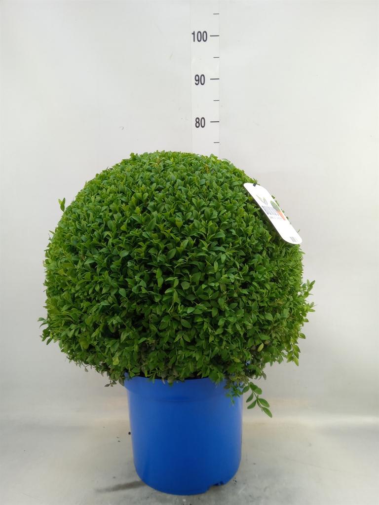 Горшечные цветы и растения оптом Buxus Semp.   ... от 1шт из Голландии с доставкой по России