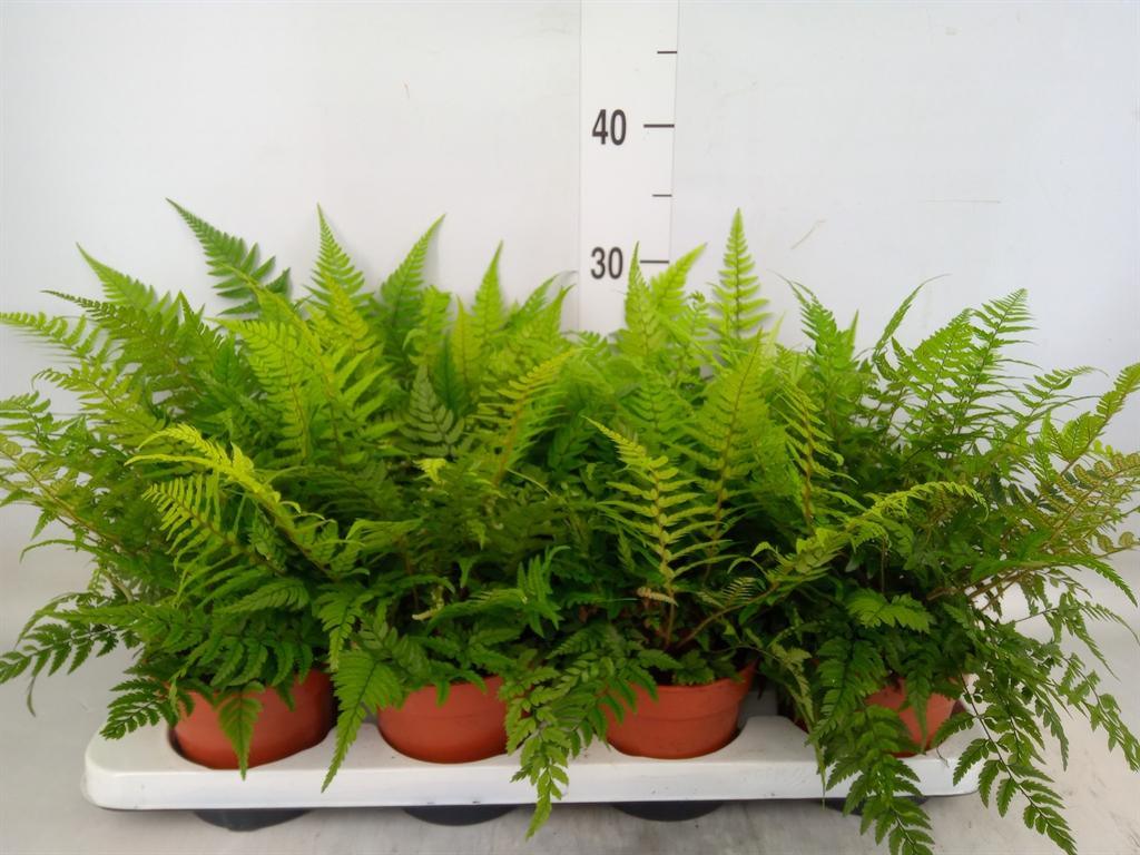 Горшечные цветы и растения оптом Athyrium   ... от 8шт из Голландии с доставкой по России