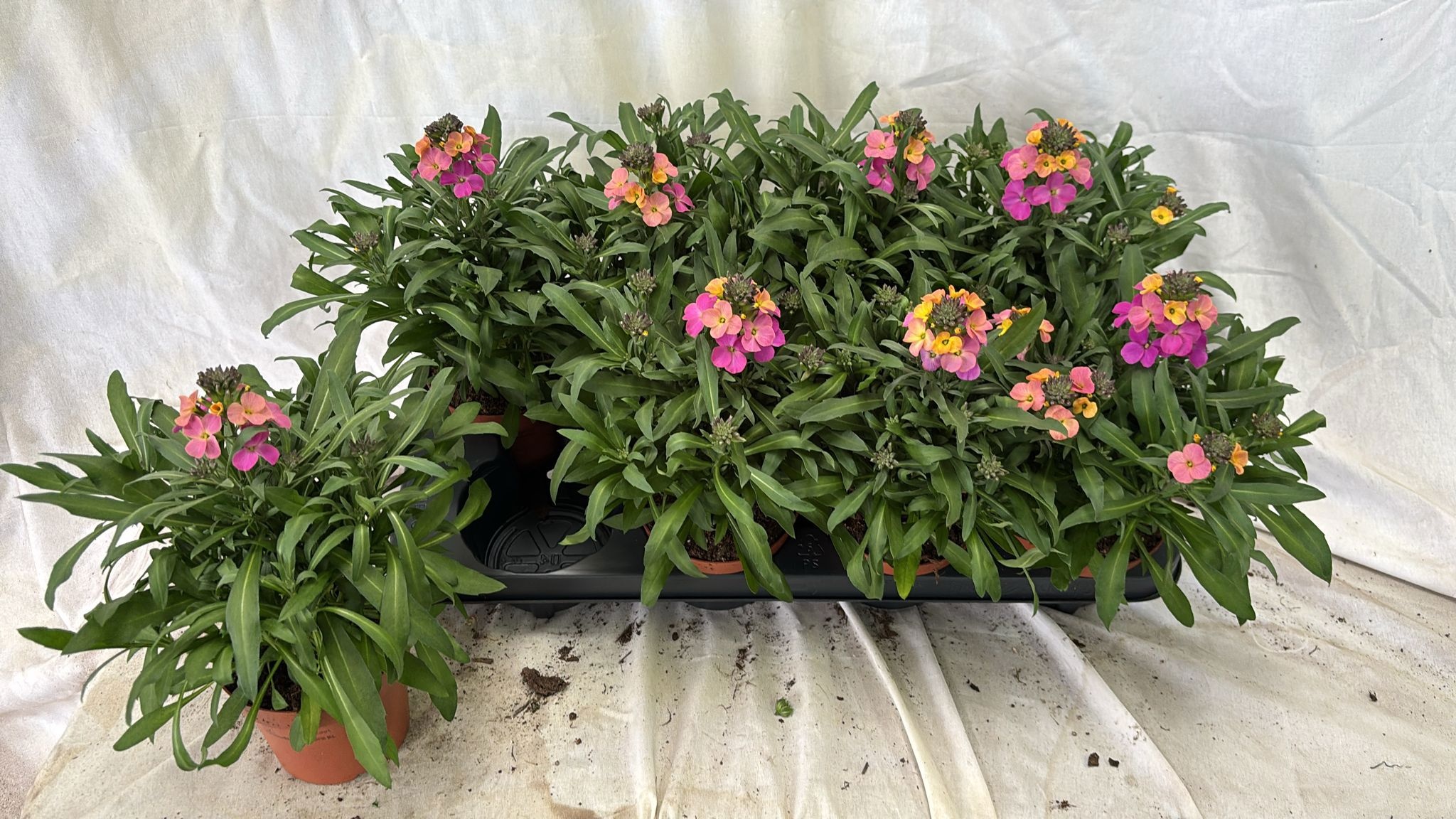 Горшечные цветы и растения оптом Erys Linifolium от 8шт из Голландии с доставкой по России