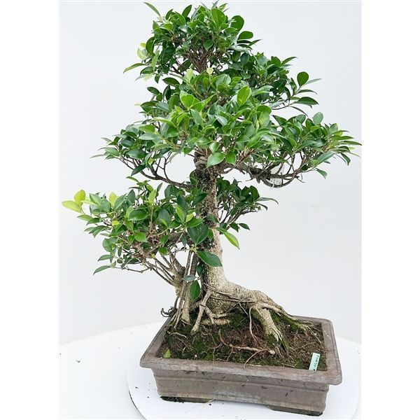 Горшечные цветы и растения оптом Bonsai Ficus Retusa, Pot 38cm. ( Height 75cm. Sing от 1шт из Голландии с доставкой по России