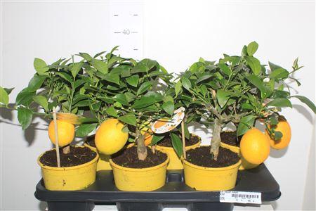 Горшечные цветы и растения оптом Citr Meyeri Meyer 1+ от 6шт (для телеги) из Голландии с доставкой по России