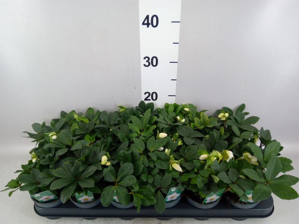 Горшечные цветы и растения оптом Helleborus Niger christmas Carol от 18шт (для телеги) из Голландии с доставкой по России
