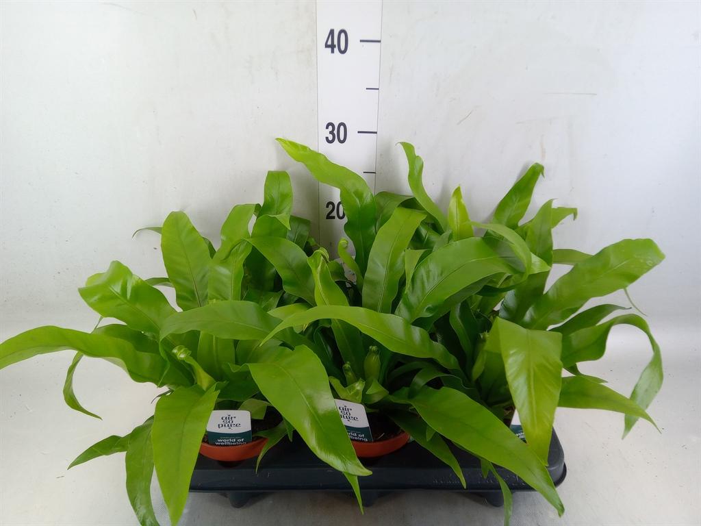 Горшечные цветы и растения оптом Asplenium Antiquum от 6шт из Голландии с доставкой по России