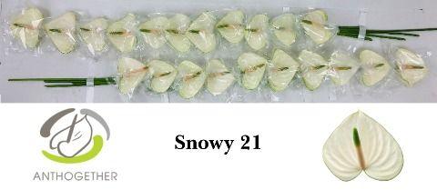 Срезанные цветы оптом Anthurium snowy от 21шт из Голландии с доставкой по России