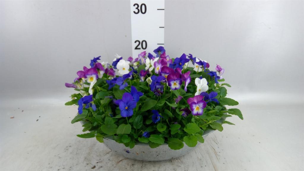 Горшечные цветы и растения оптом Viola Corn. evo Mini Pink Wing от 1шт (для телеги) из Голландии с доставкой по России
