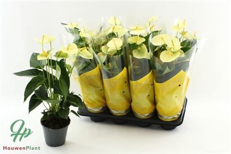 Горшечные цветы и растения оптом Anthu An Vanilla 5+ от 8шт из Голландии с доставкой по России