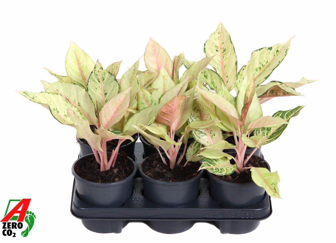 Горшечные цветы и растения оптом Aglaonema Lucky от 6шт из Голландии с доставкой по России