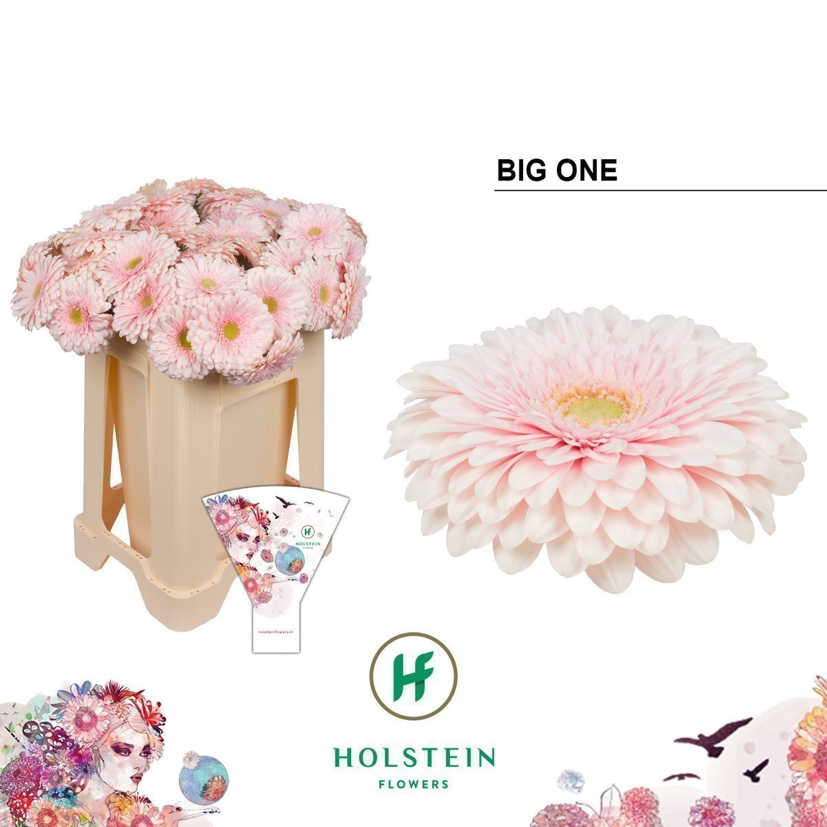 Срезанные цветы оптом Gerbera gerponi big one от 40шт из Голландии с доставкой по России