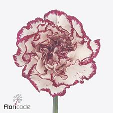 Срезанные цветы оптом Dianthus st perfect от 240шт из Голландии с доставкой по России