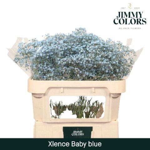 Срезанные цветы оптом Gyps large paint blue light от 75шт из Голландии с доставкой по России