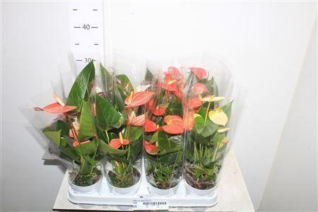 Горшечные цветы и растения оптом Anthu An Gem 4 Kl 2+ от 12шт (для телеги) из Голландии с доставкой по России