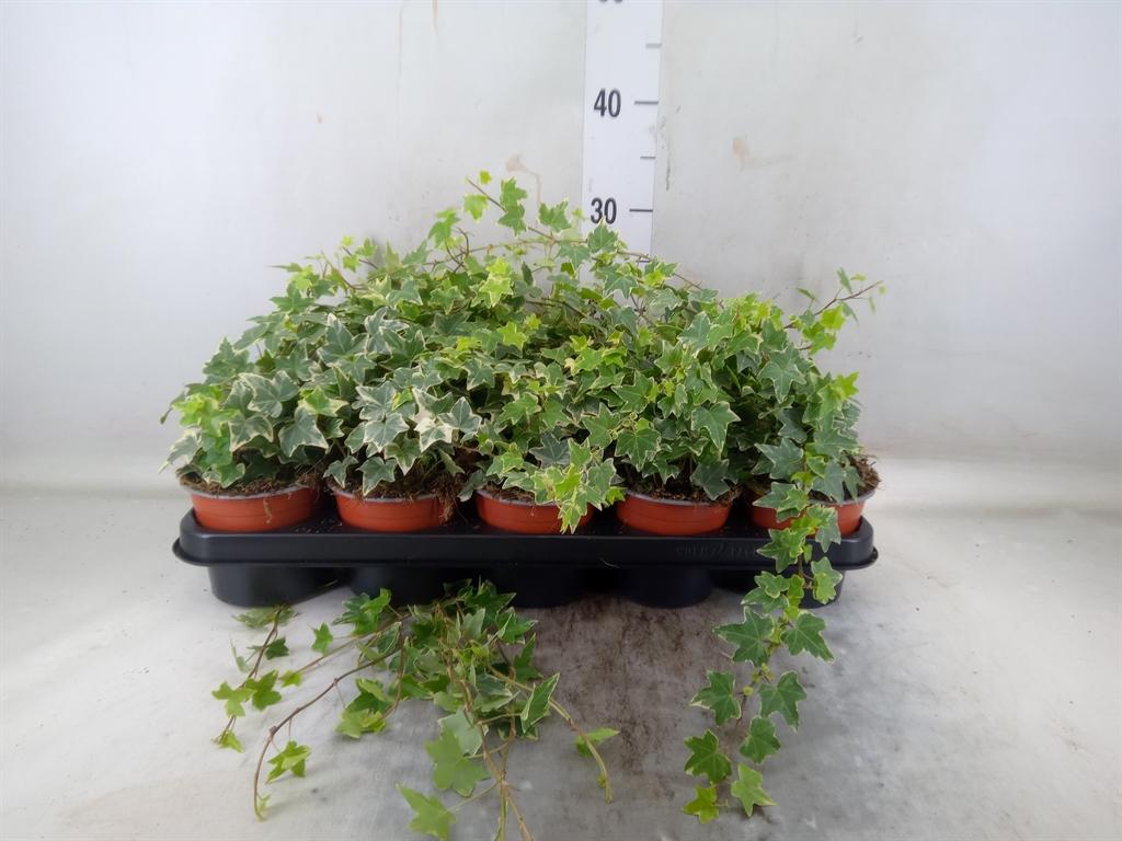 Горшечные цветы и растения оптом Hedera Eva от 10шт из Голландии с доставкой по России