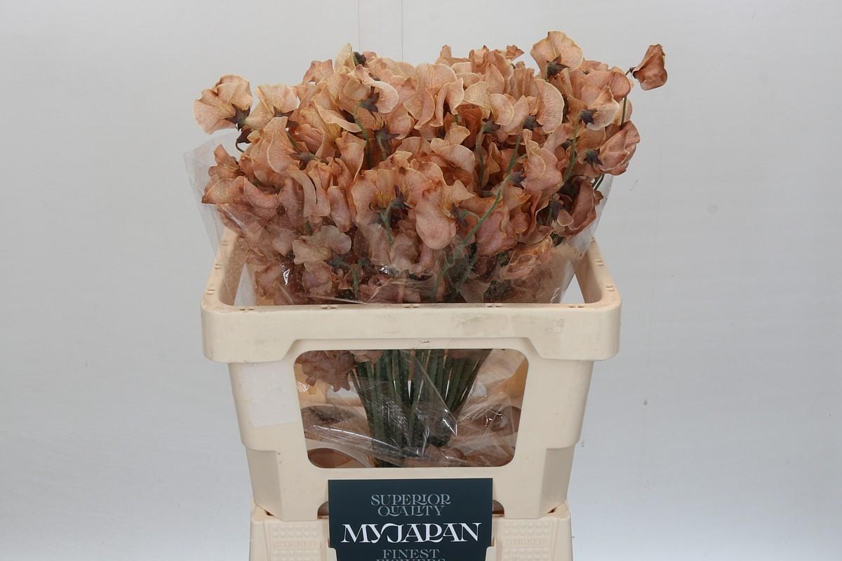 Срезанные цветы оптом Lathyrus paint brownies от 50шт из Голландии с доставкой по России