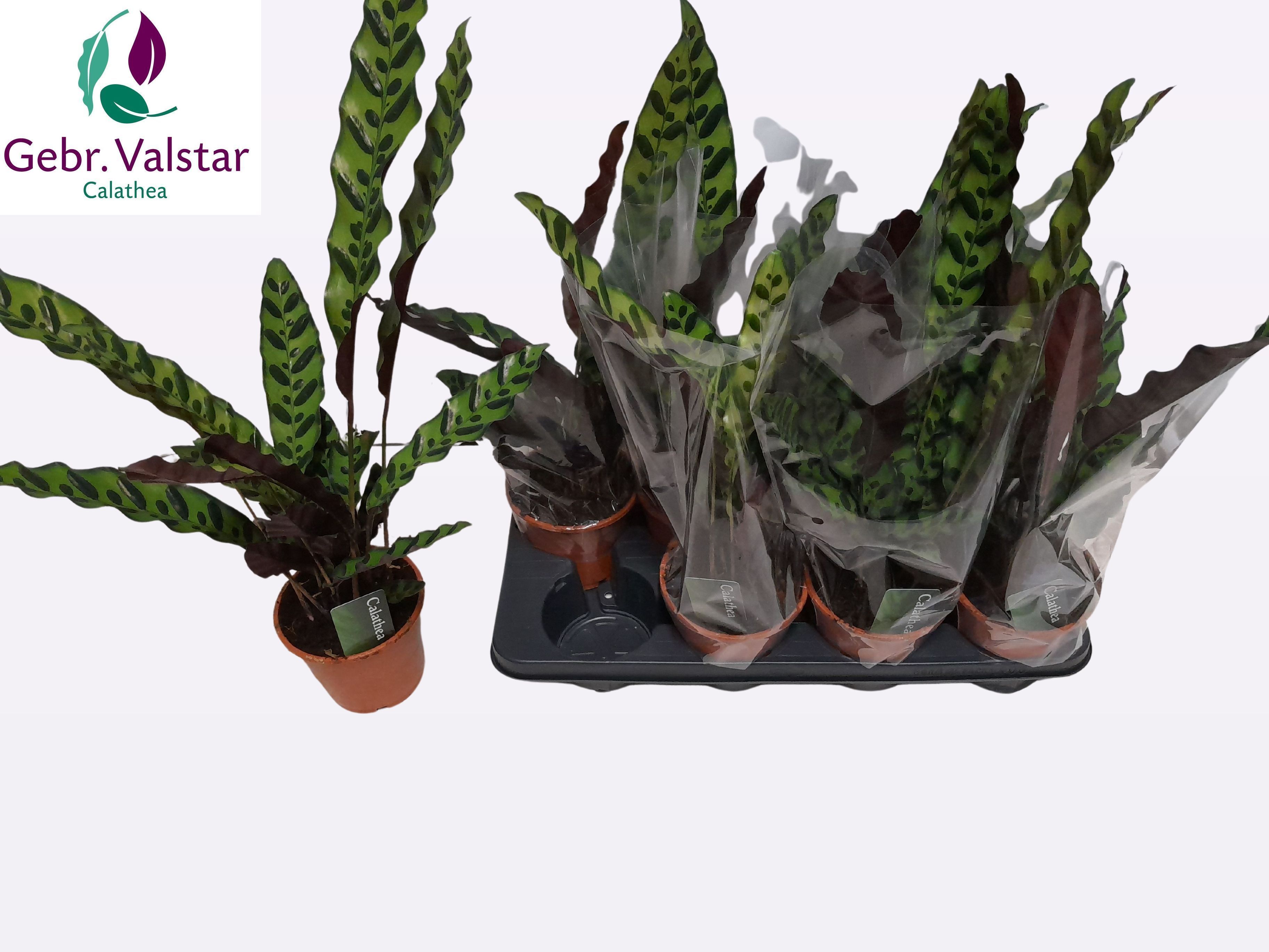 Горшечные цветы и растения оптом Calat Lancifolia от 8шт из Голландии с доставкой по России