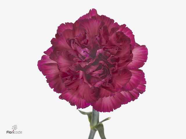 Срезанные цветы оптом Dianthus st purple sky от 80шт из Голландии с доставкой по России