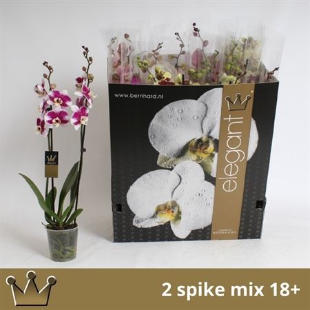 Горшечные цветы и растения оптом Phal Gem 8 Kl 2 Branches 18+ * Spring Deal * от 12шт из Голландии с доставкой по России