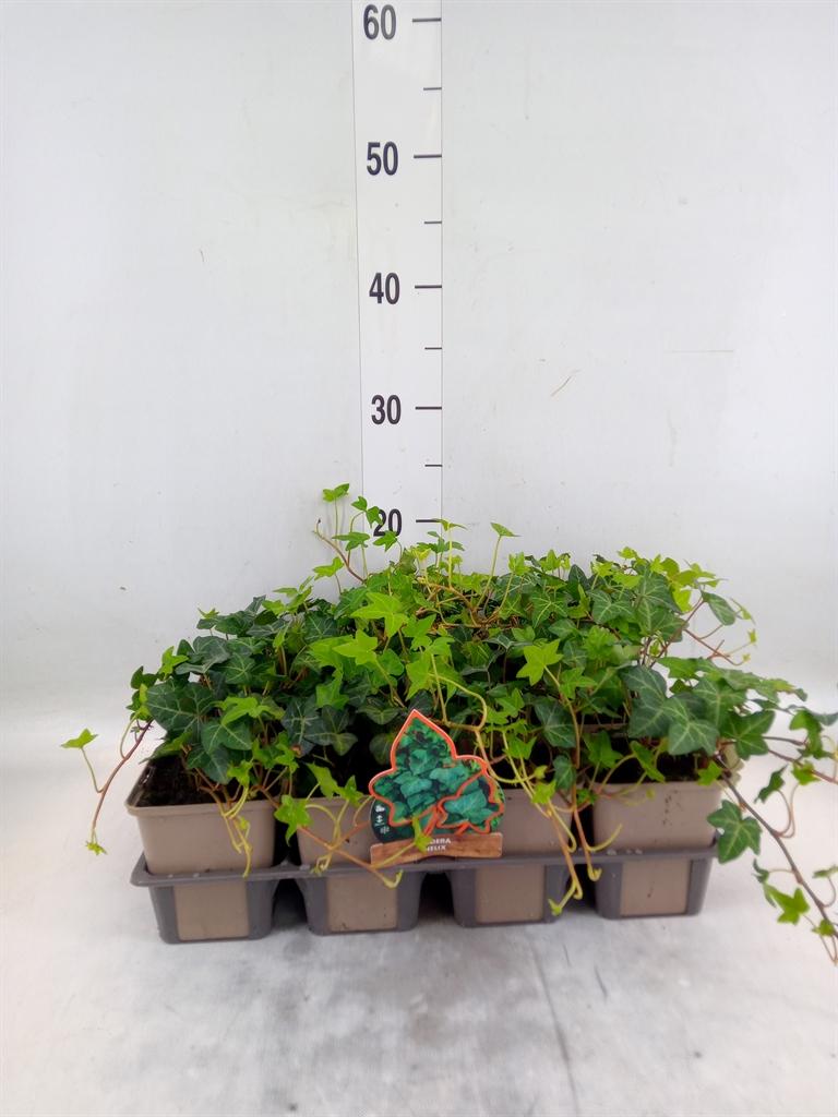 Горшечные цветы и растения оптом Hedera Helix от 12шт (для телеги) из Голландии с доставкой по России