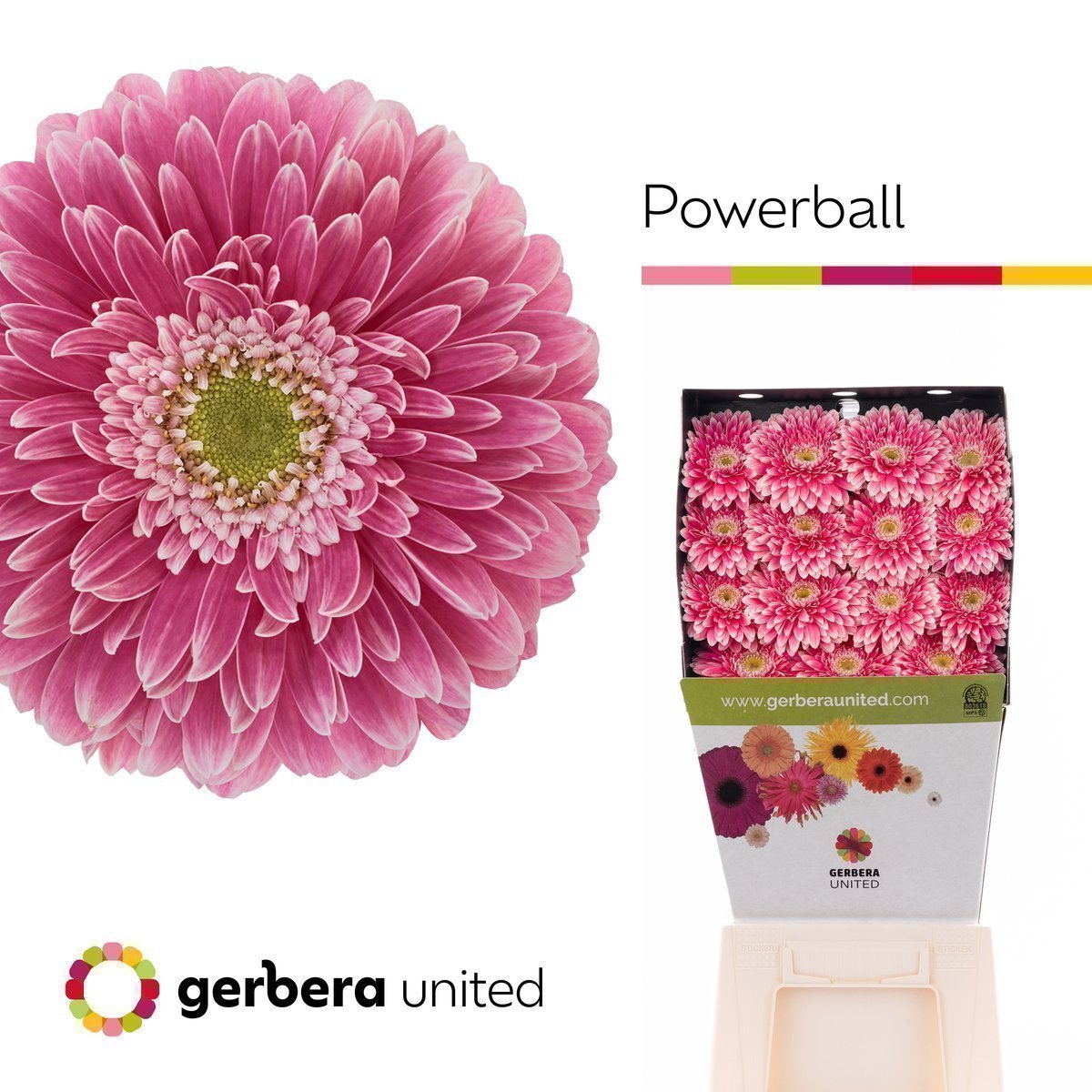 Срезанные цветы оптом Gerbera diamond gerponi power ball от 15шт из Голландии с доставкой по России