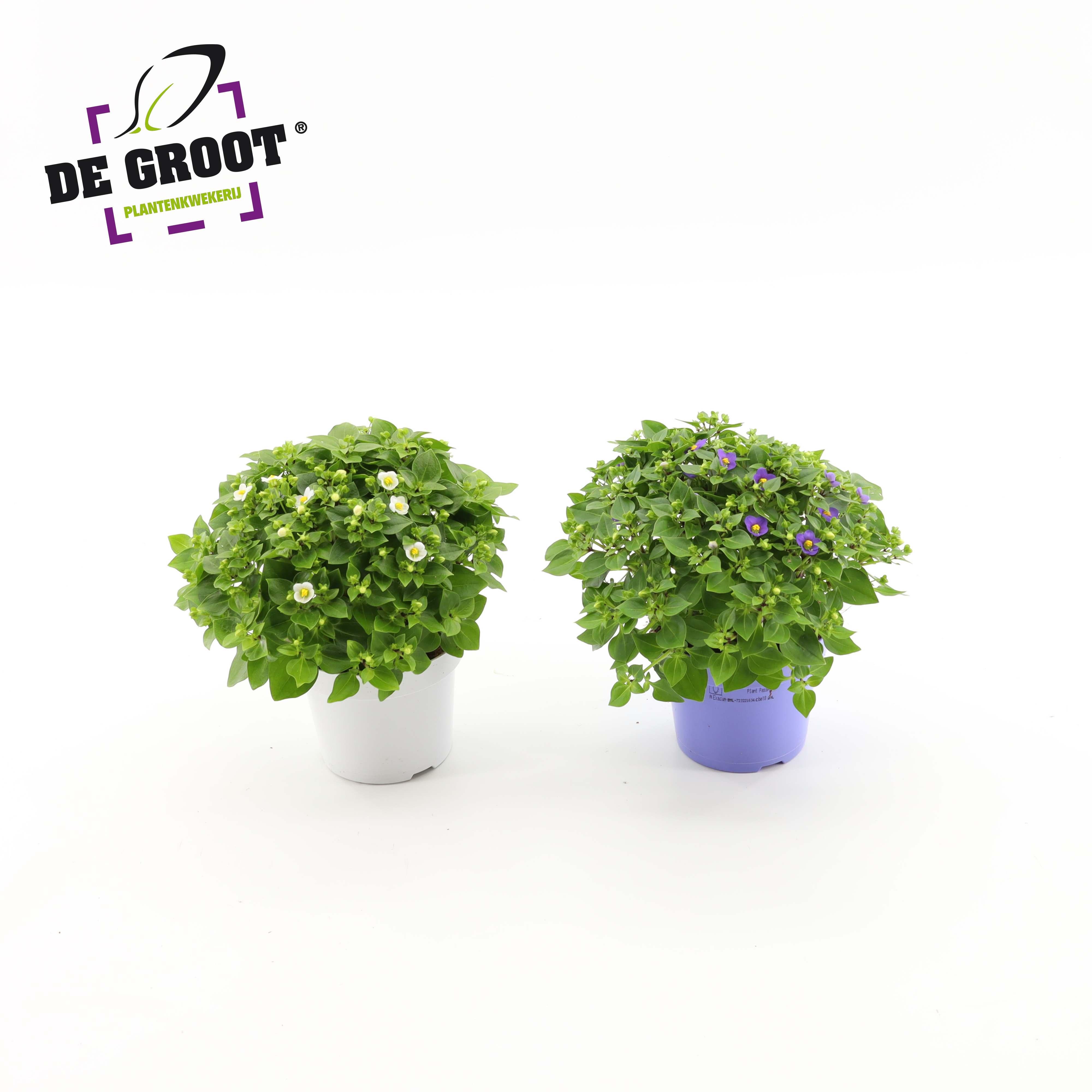 Горшечные цветы и растения оптом Exacum Affine Mix от 8шт из Голландии с доставкой по России