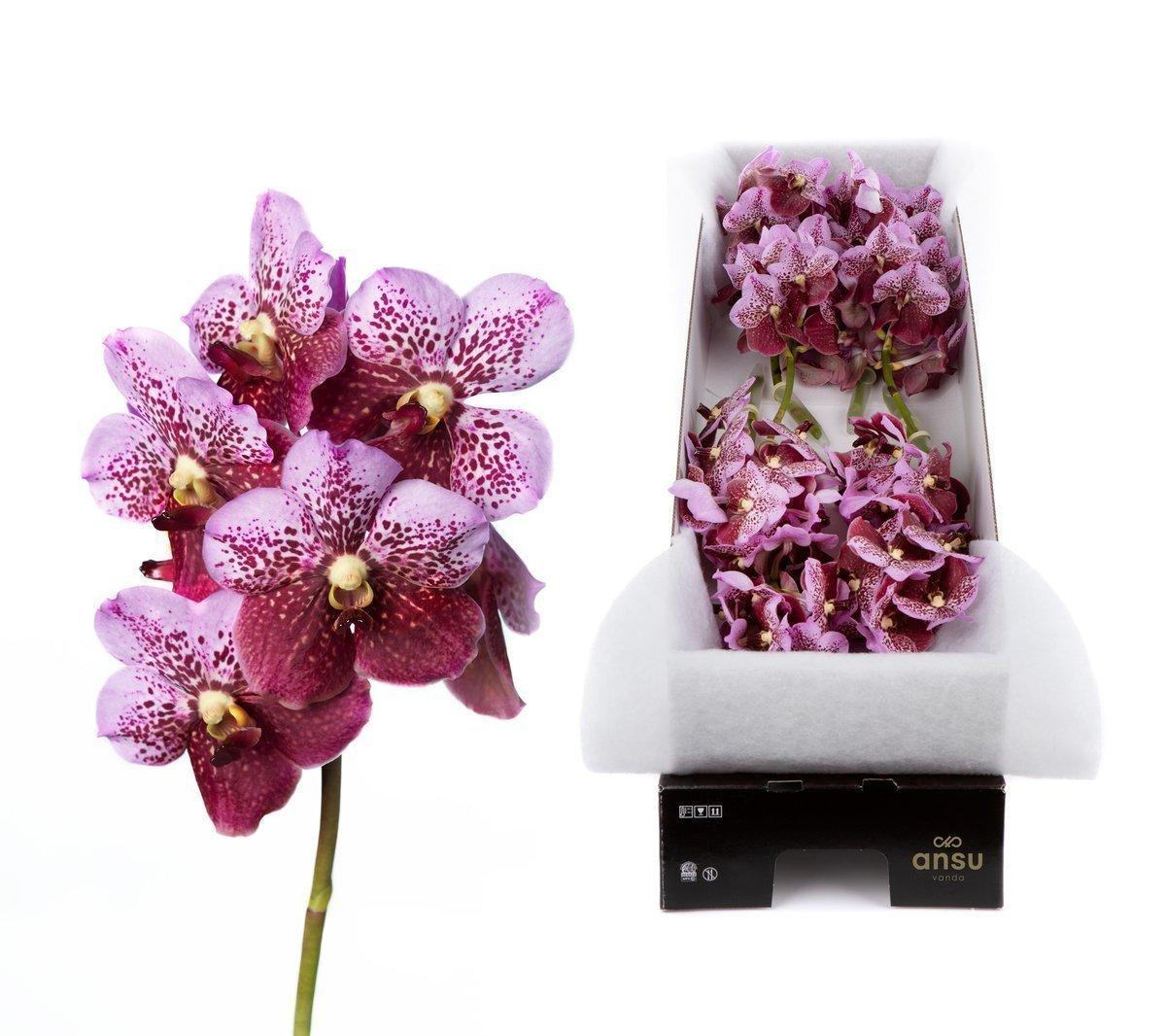Срезанные цветы оптом Vanda divana pink and mahogany per stem от 10шт из Голландии с доставкой по России