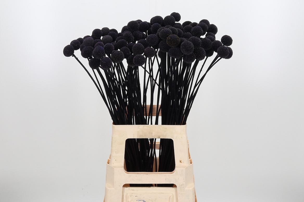 Срезанные цветы оптом Craspedia paint от 100шт из Голландии с доставкой по России