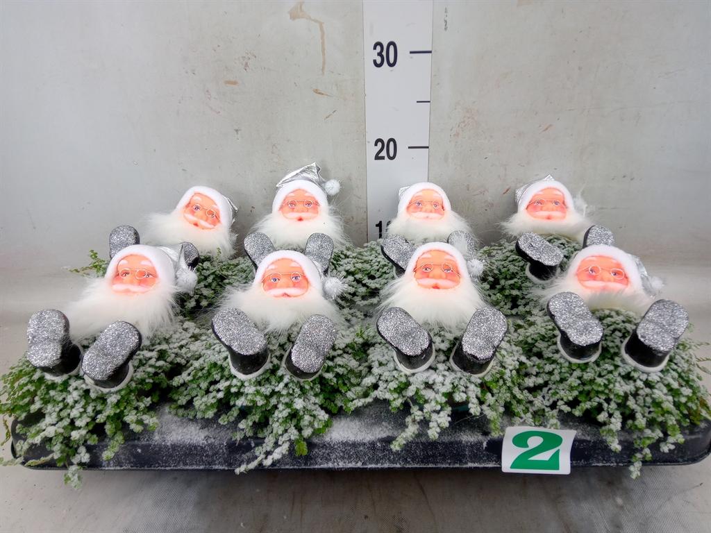 Горшечные цветы и растения оптом Soleirolia Soleirolii   ...green от 8шт из Голландии с доставкой по России