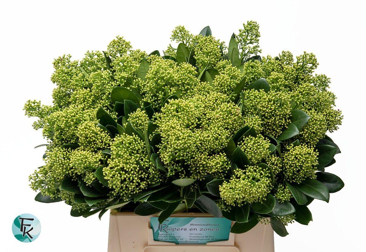 Срезанные цветы оптом Skimmia magical finchy от 10шт из Голландии с доставкой по России