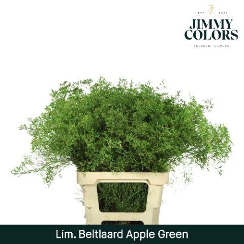 Срезанные цветы оптом Limonium beltlaard paint applegreen от 25шт из Голландии с доставкой по России