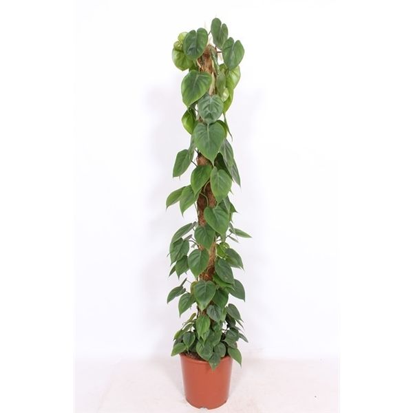 Горшечные цветы и растения оптом Philodendron Scandens от 1шт из Голландии с доставкой по России