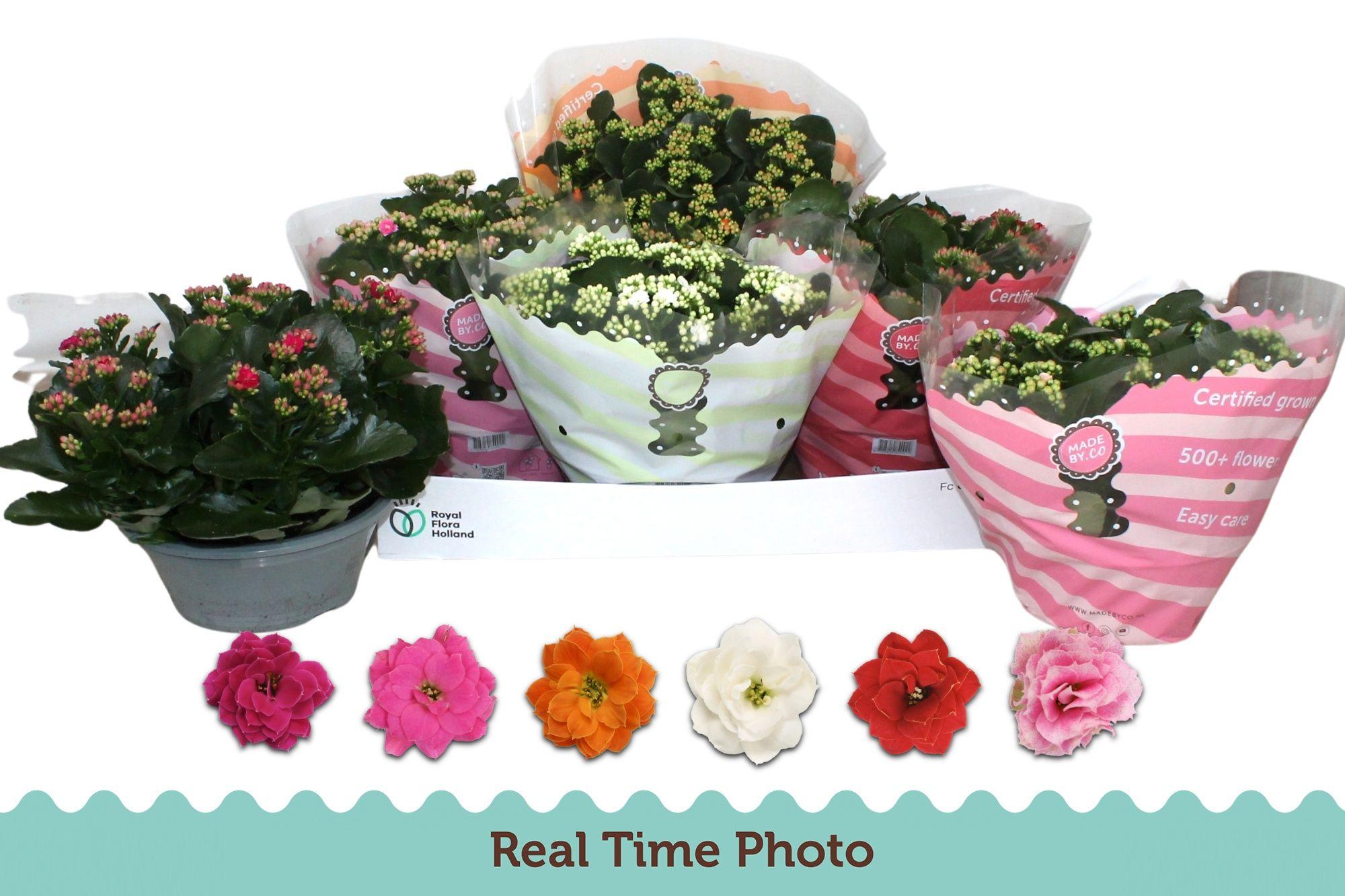 Горшечные цветы и растения оптом Kal Ge Gem 6 Kl от 3шт из Голландии с доставкой по России