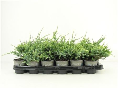 Горшечные цветы и растения оптом Juniperus Squa Holger от 18шт (для телеги) из Голландии с доставкой по России