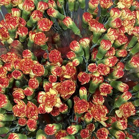 Срезанные цветы оптом Dianthus sp rosita от 50шт из Голландии с доставкой по России