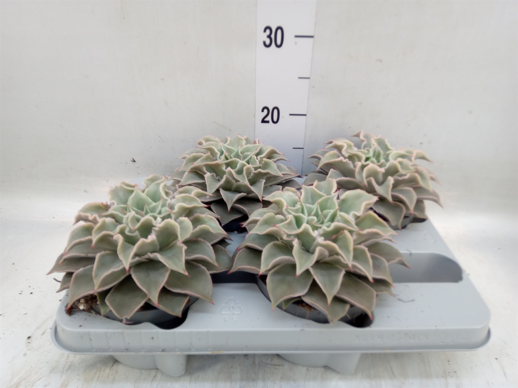 Горшечные цветы и растения оптом Echeveria   ... от 4шт из Голландии с доставкой по России