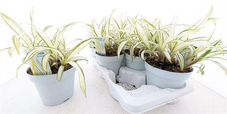 Горшечные цветы и растения оптом Care Siderostica от 6шт из Голландии с доставкой по России