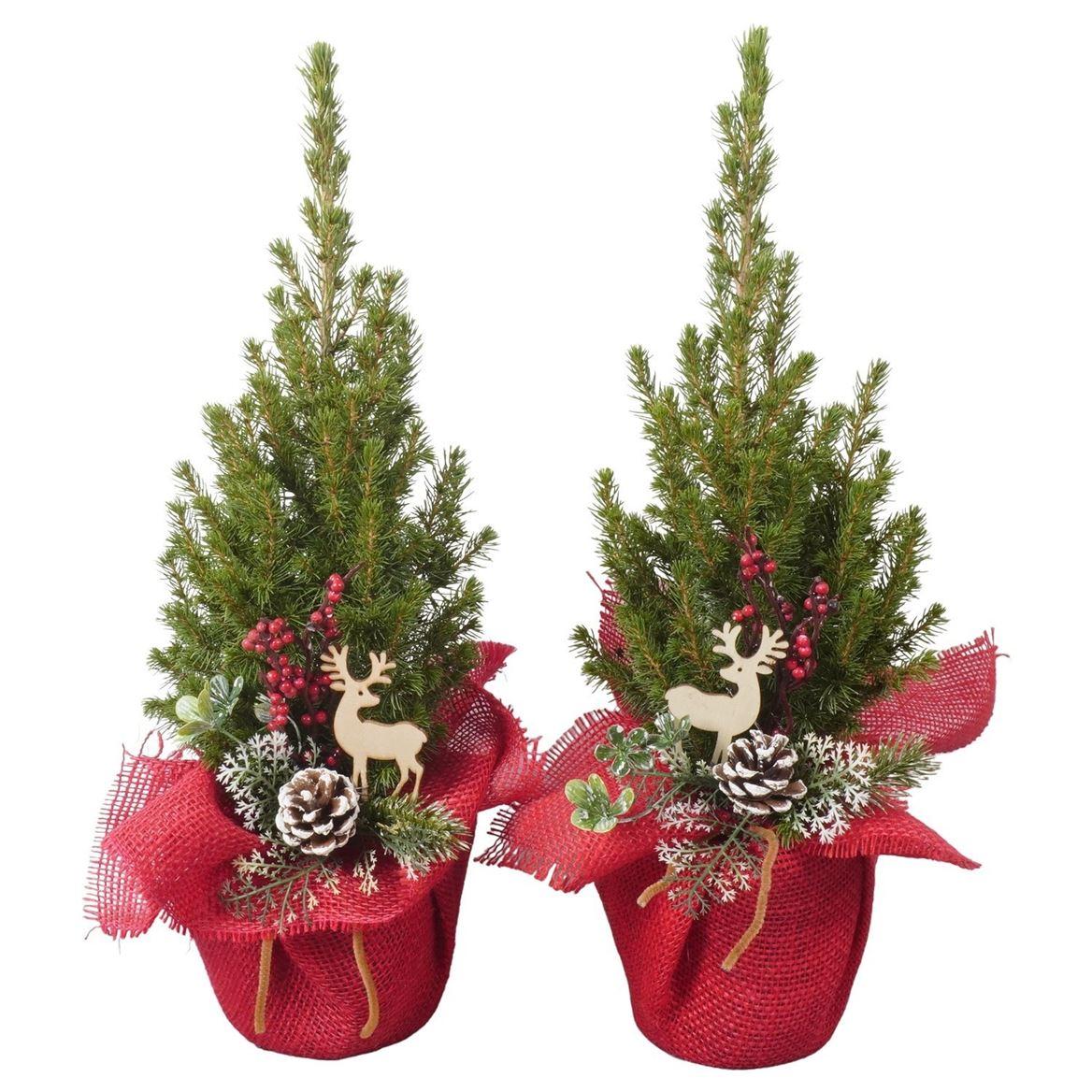 Горшечные цветы и растения оптом Ptk25427 Conica Perfecta In Jute Me от 6шт из Голландии с доставкой по России