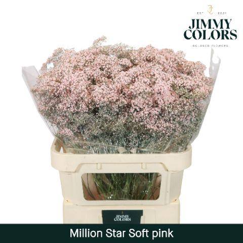 Срезанные цветы оптом Gyps fine paint pink light от 50шт из Голландии с доставкой по России