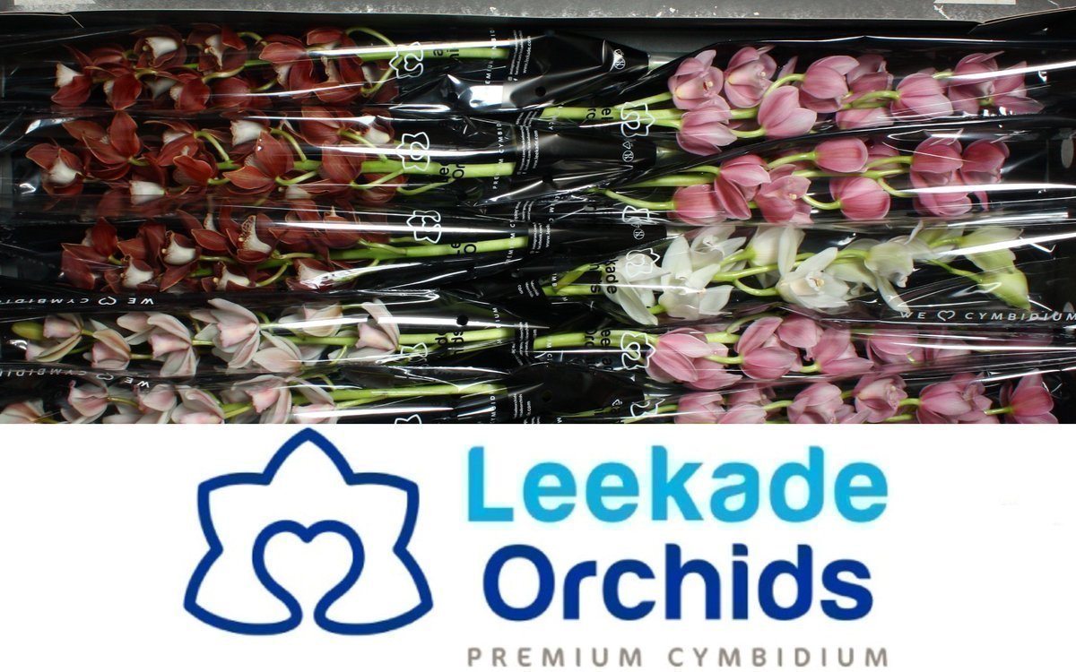 Срезанные цветы оптом Minicymbidium mix 2 colours от 10шт. из Голландии с доставкой по России