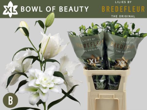 Срезанные цветы оптом Lilium or dbl bowl of beauty от 60шт. из Голландии с доставкой по России