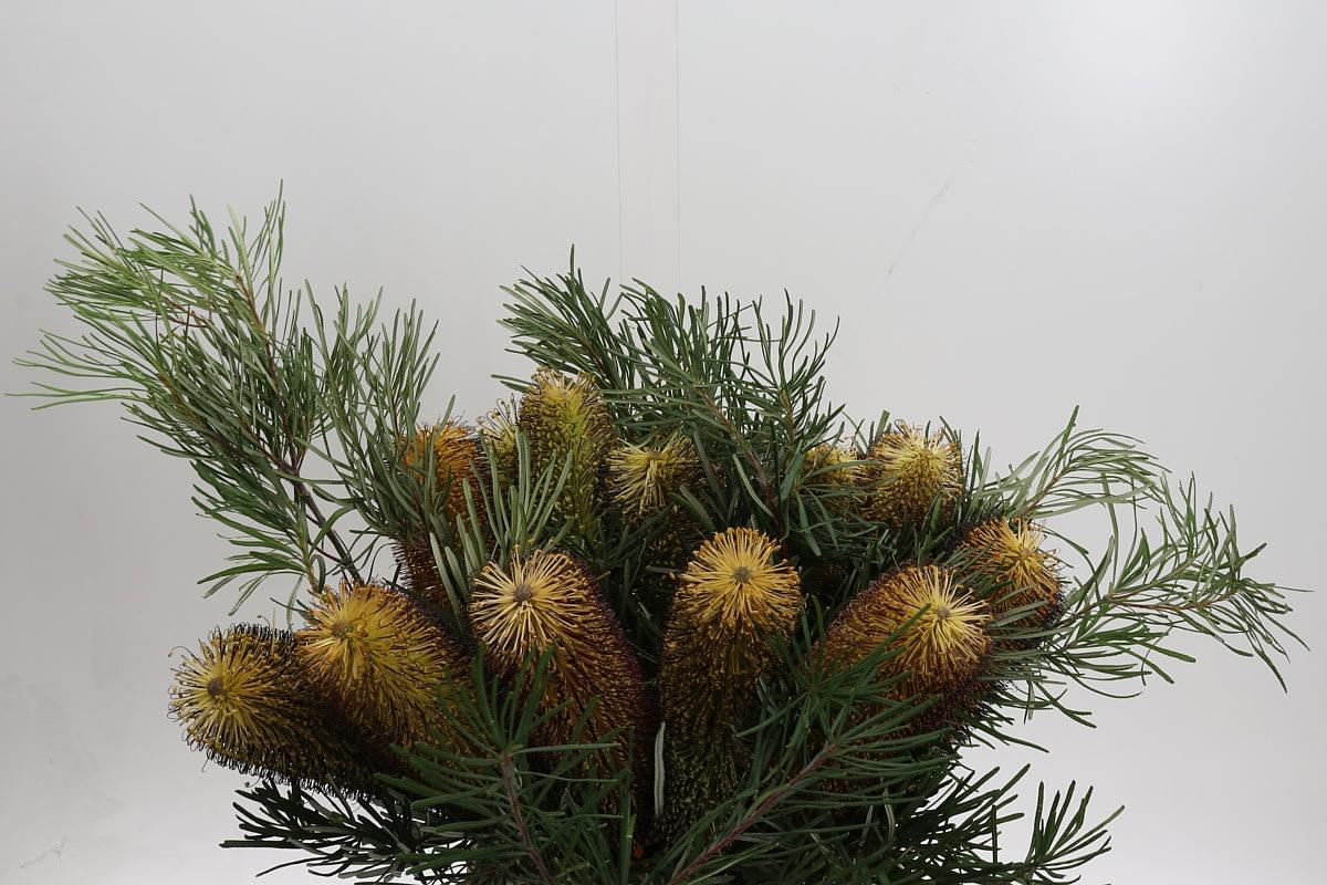 Срезанные цветы оптом Banksia spinulosa от 15шт. из Голландии с доставкой по России Срезанные цветы оптом Banksia spinulosa от 15шт. из Голландии с доставкой по России